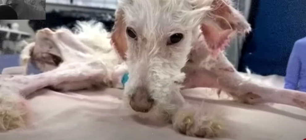 Upon our arrival, the veterinary team wa...