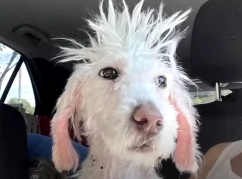 Once fully recovered, I decided to bring...