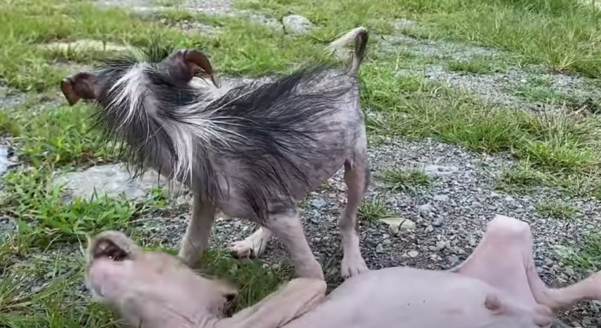 Extra image from article