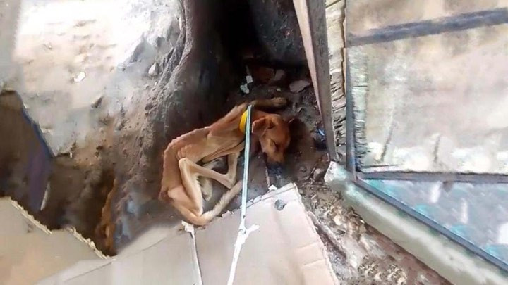 Our attempts to rescue the dog were inte...