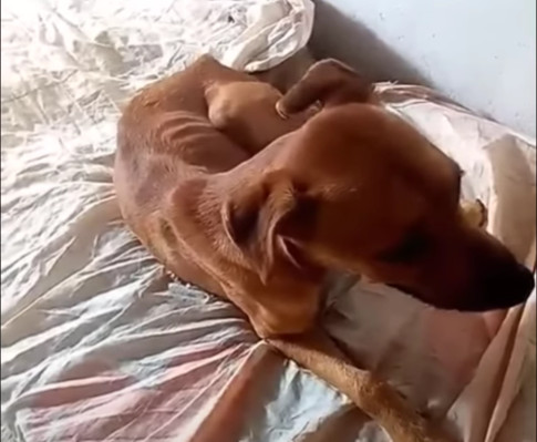 Extra image from article