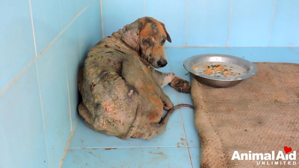 Back at Animal Aid, our team quickly got...