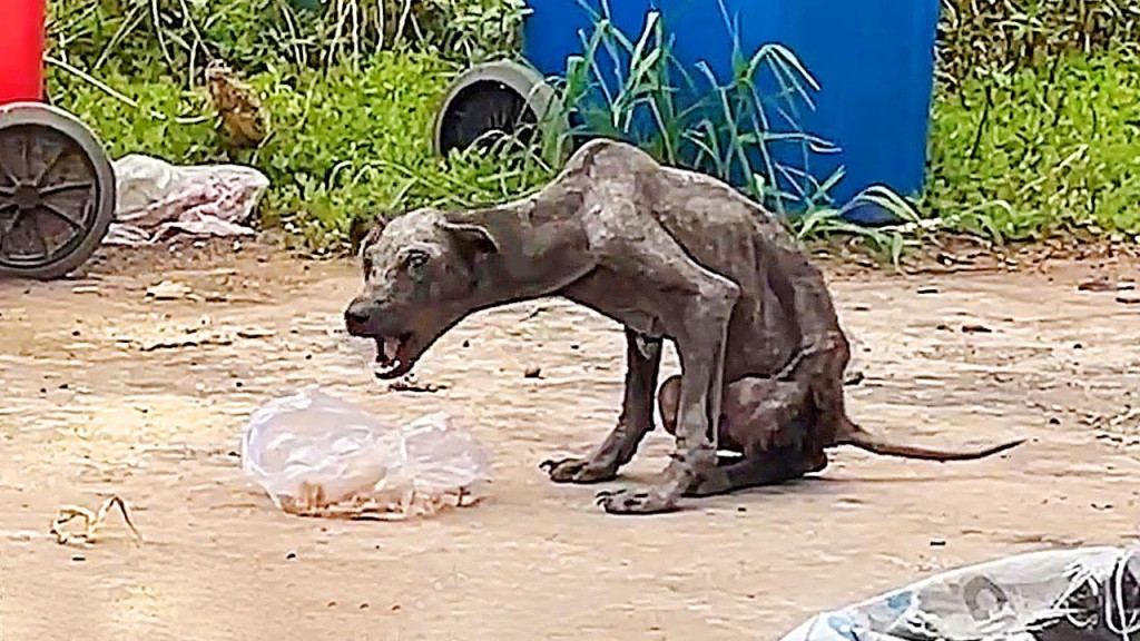 When the dog, who we began calling Pan P...