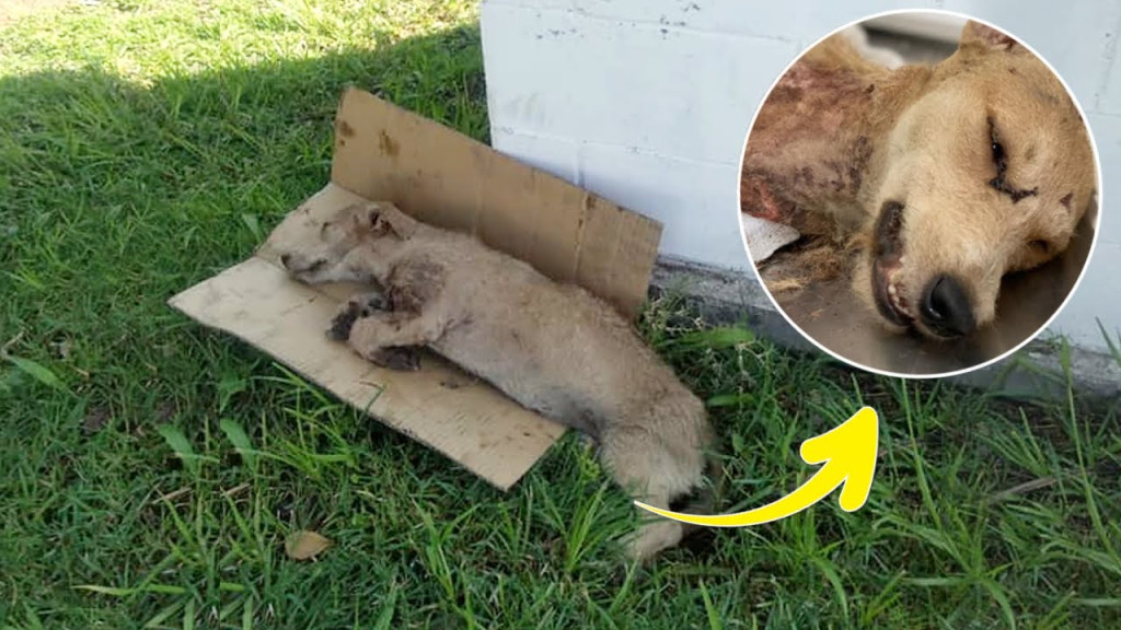 She lay there, watching people pass by w...