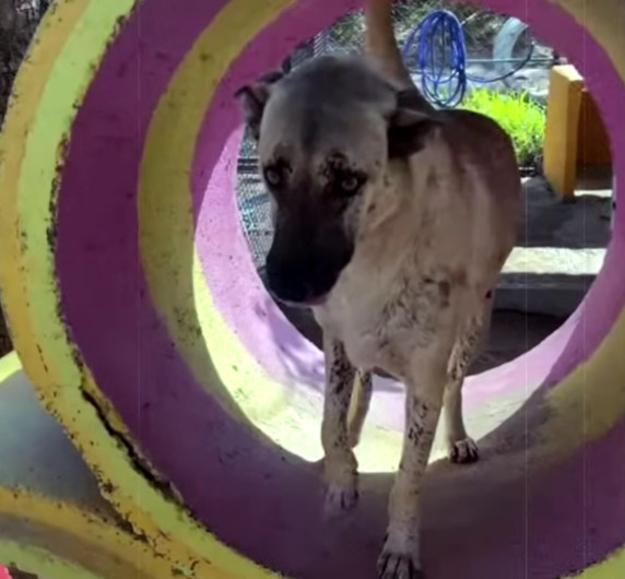 Extra image from article