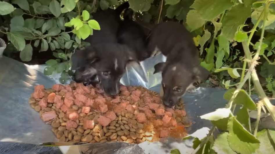 Extra image from article