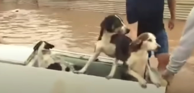 Extra image from article