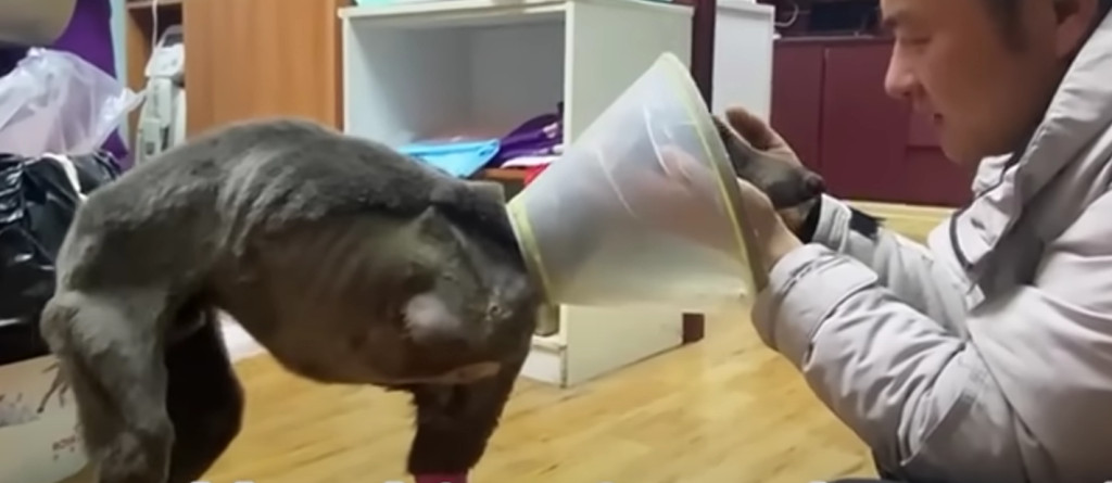 Extra image from article