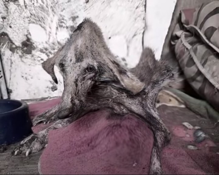 I'll never forget the desperate look in ...