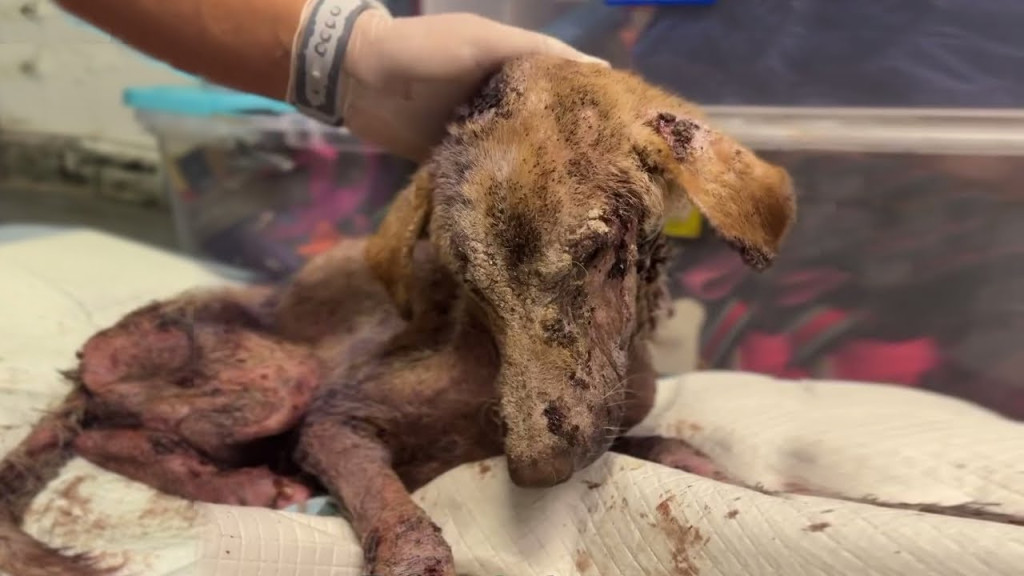 The puppy was alarmingly thin, nothing b...