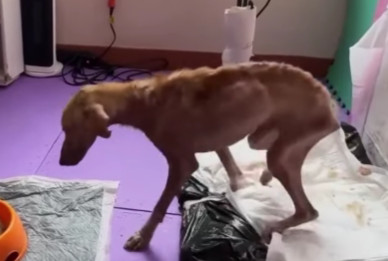 By the tenth day, signs of recovery were...