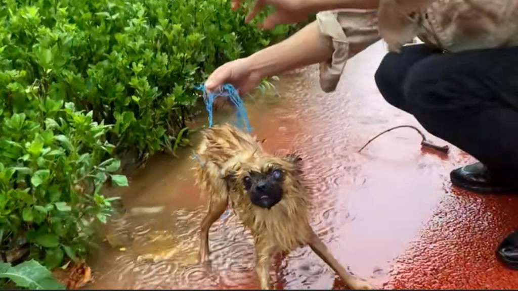 This dog, named Adin, seemed wary of hum...