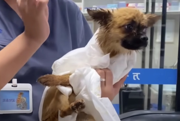 The shared moments of joy between Adin a...