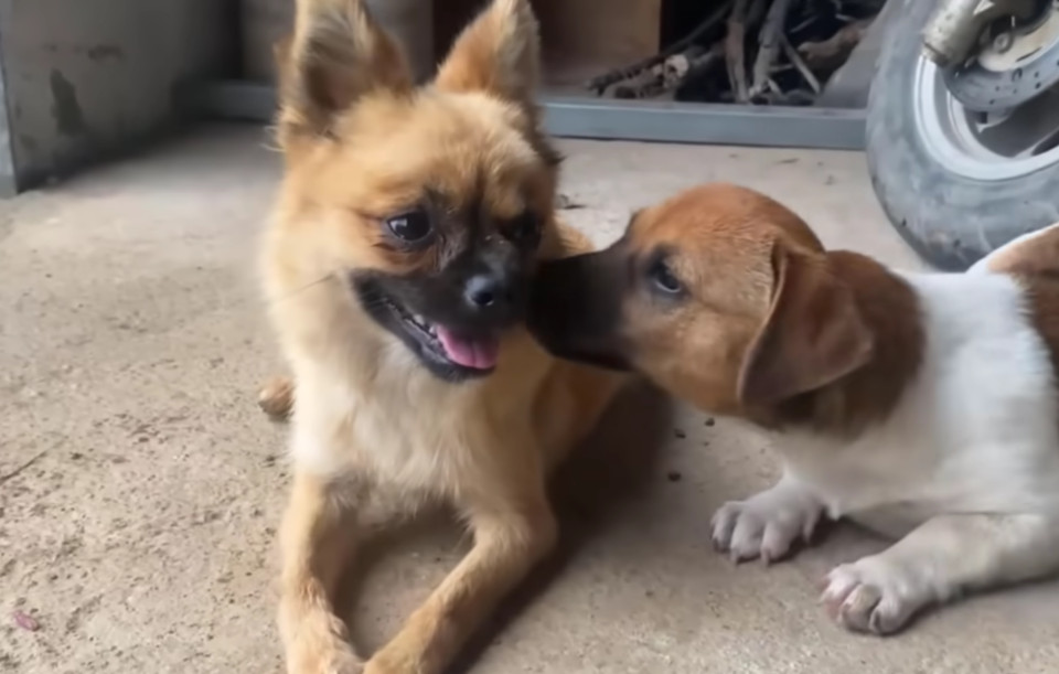 Extra image from article