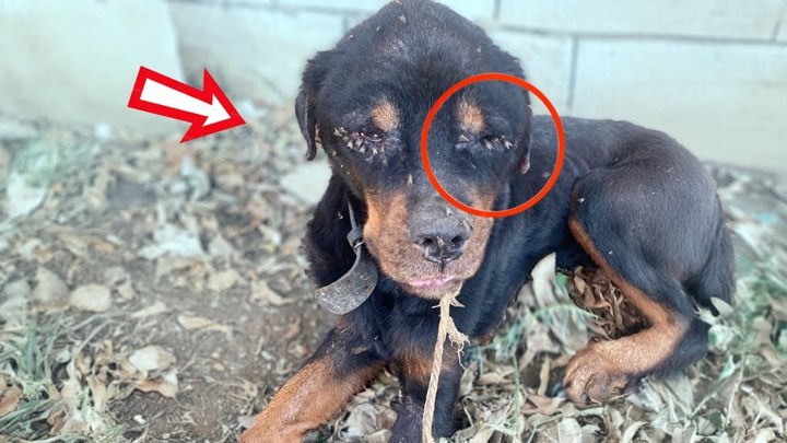 Upon finding him, it was a sight that br...