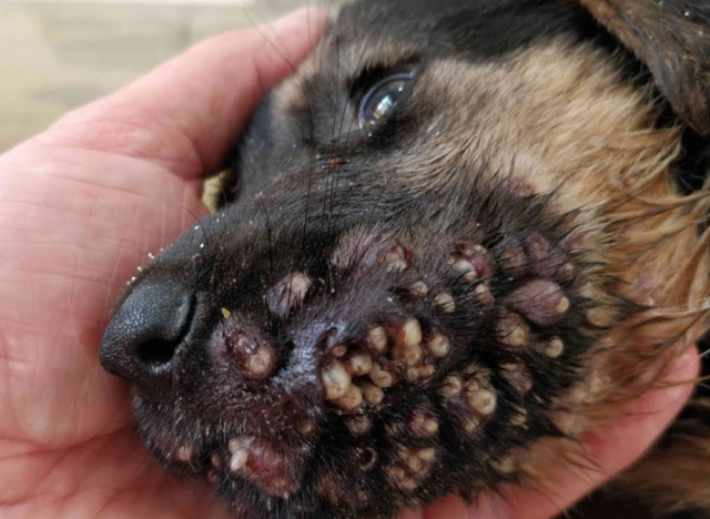 When a dog's mouth is invaded by parasit...
