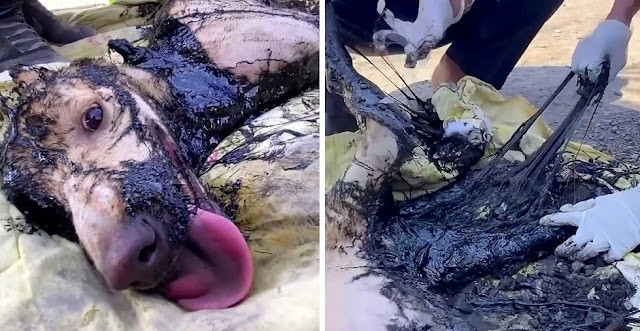 Extra image from article