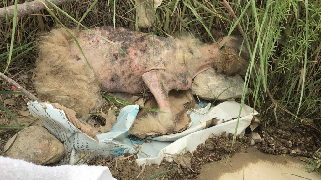 Fortunately, a compassionate passerby no...