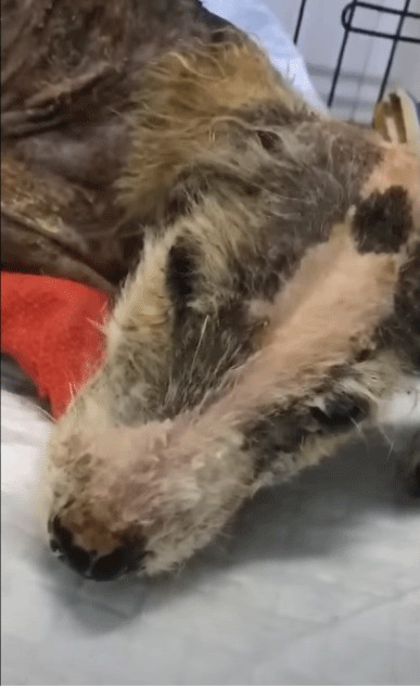 Her rescuers asked the community to keep...