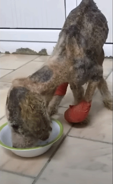 Extra image from article