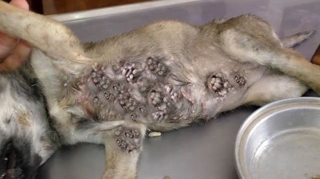 To tackle this issue, pet guardians adop...