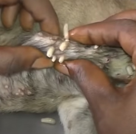 The brave fight against the parasites th...