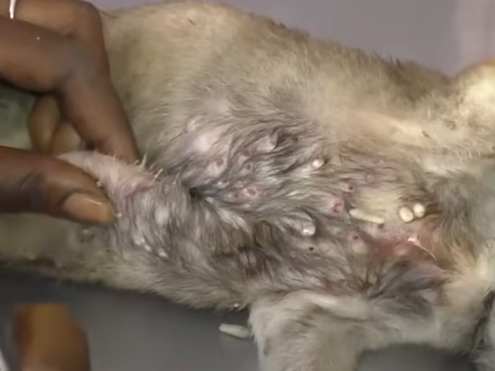 Extra image from article