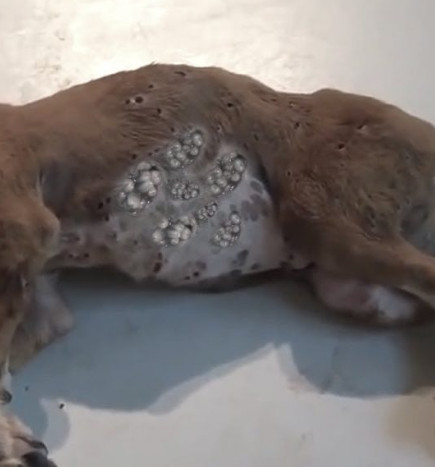 Extra image from article