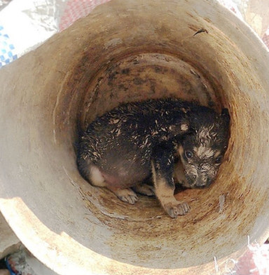 Despite the grim environment, the puppy'...