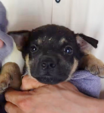 Extra image from article