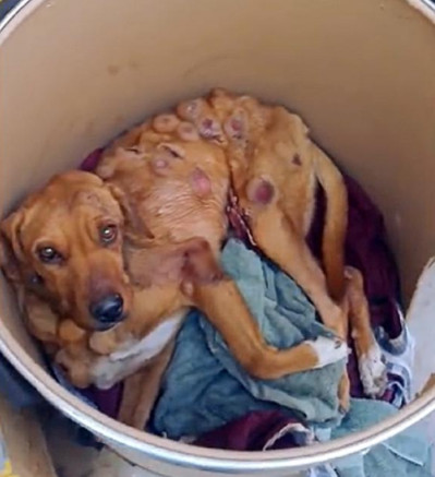 Boby was rescued by Dalia Gámez, a compa...