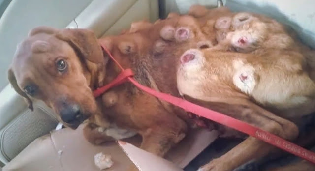 Extra image from article