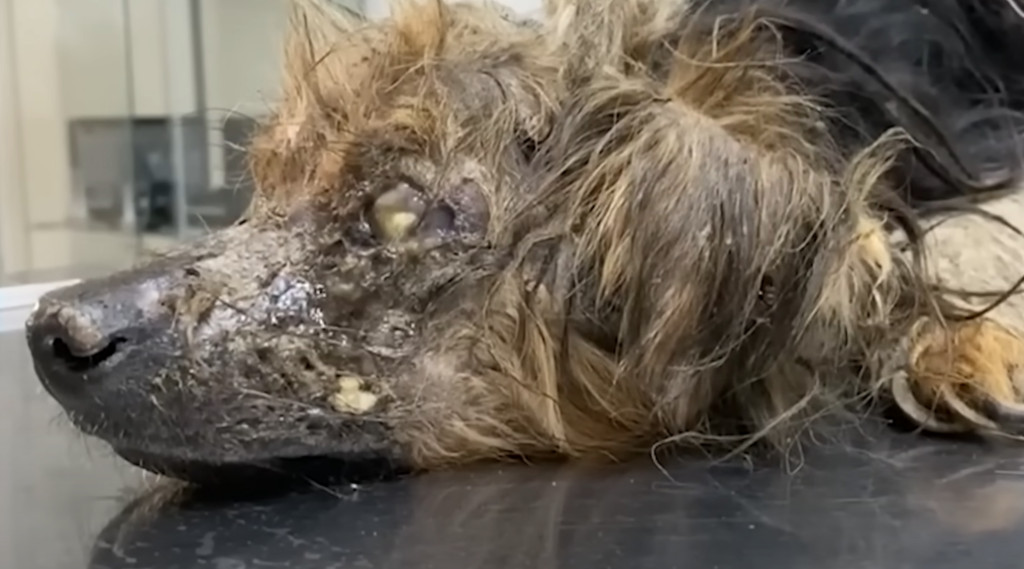 Miraculously, Hannibal's story took a ho...