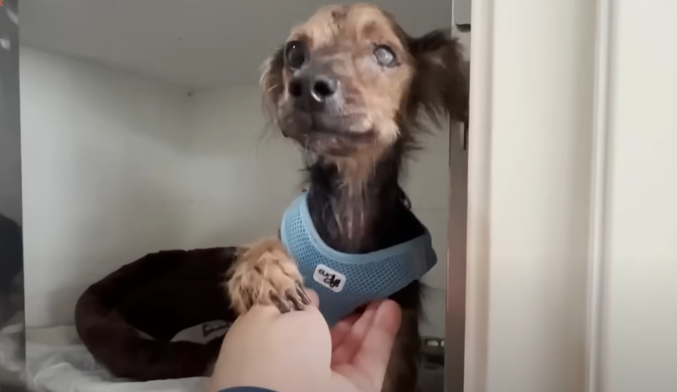 Extra image from article