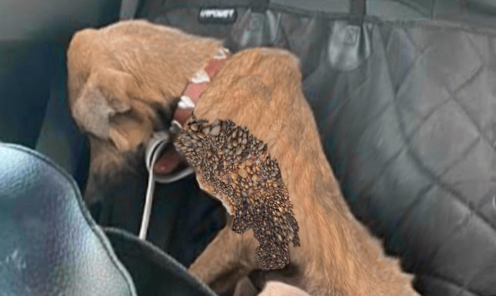 Surviving on insects he would find and e...