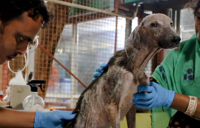 Her rescuers named her Tulip, and were o...