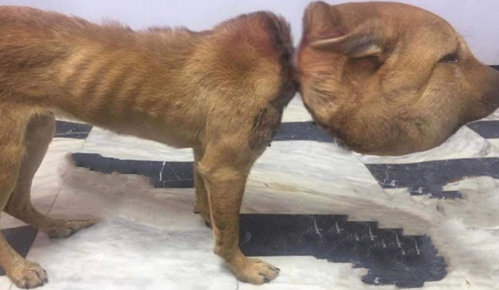 This poor young dog endured a severe ord...