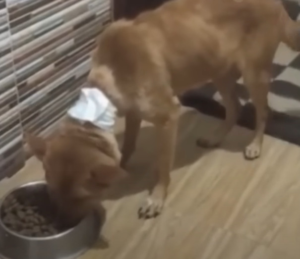 Her face was swollen with fluid and bloo...