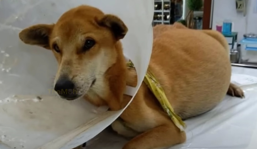 Extra image from article