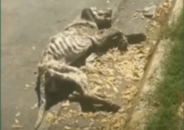 Hope’s condition is delicate, and he is ...