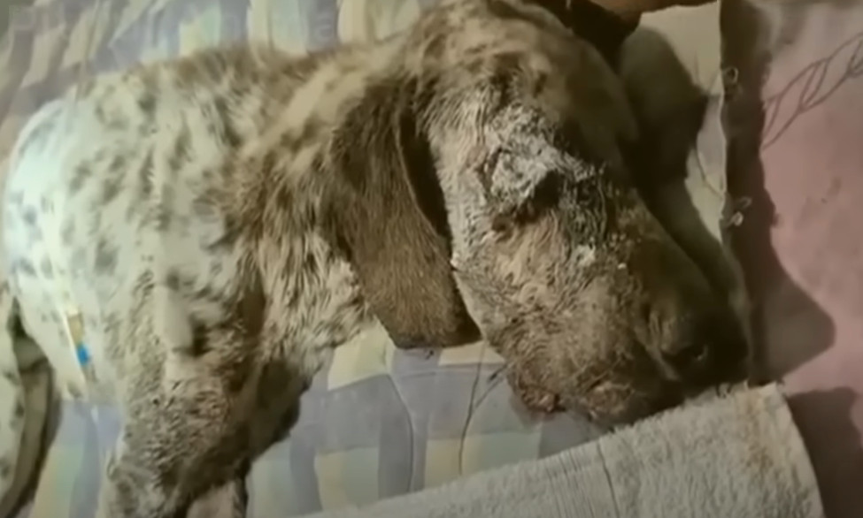 If you admire the spirit of this story a...