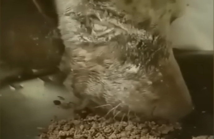 Extra image from article