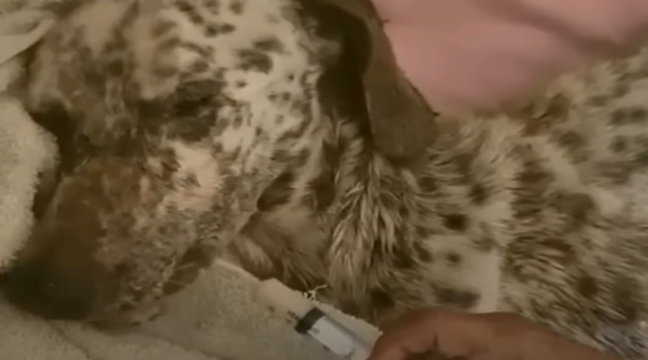 Extra image from article