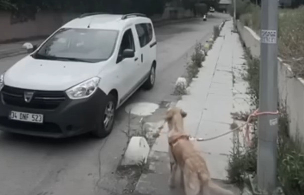 Determined to help, the girl contacted a...