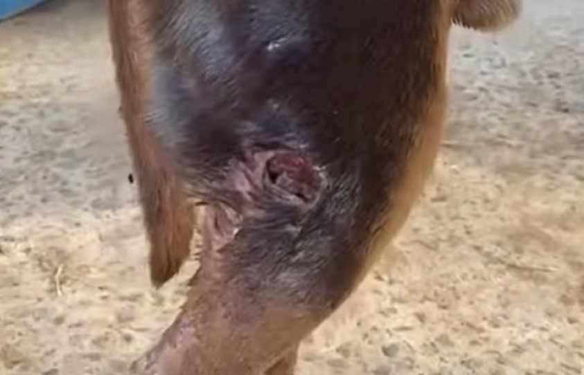 Toddy was extremely frail and would beco...