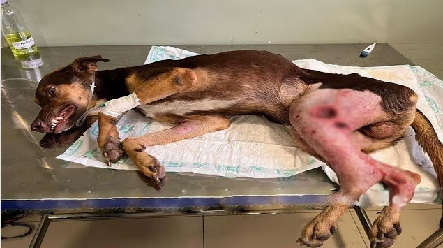 We found ourselves hoping for a miracle,...