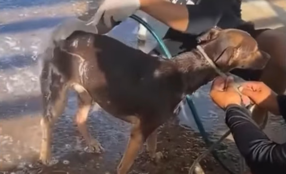 When we discovered him, Toddy seemed lik...