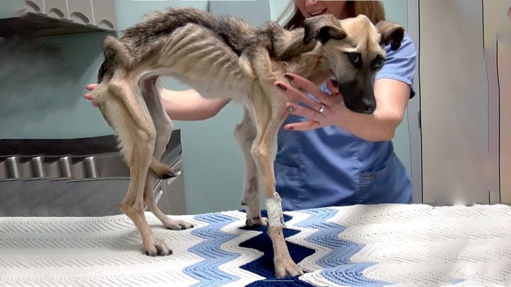 The story took a positive turn when Resc...