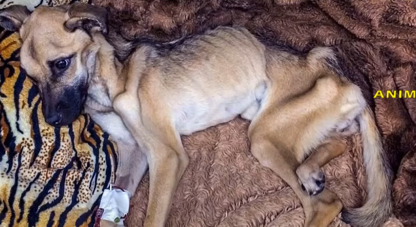 Gradually, Angel's gratitude for the att...