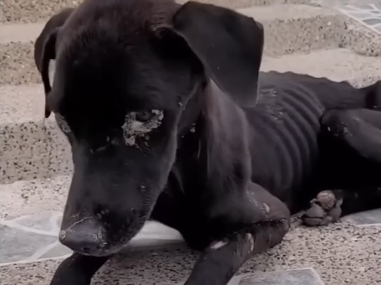 Thankfully, with proper nourishment and ...